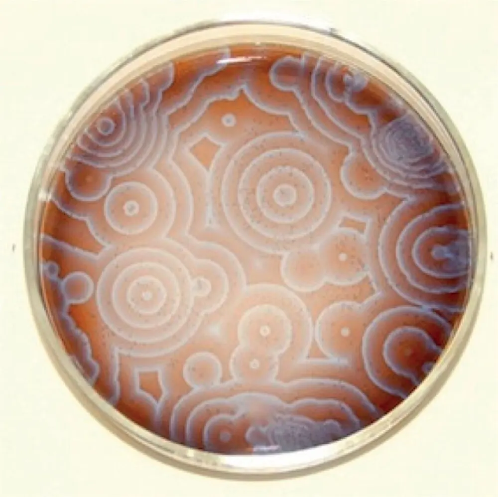 A round dish of reddish liquid with pale blue rings and spirals spreading across it