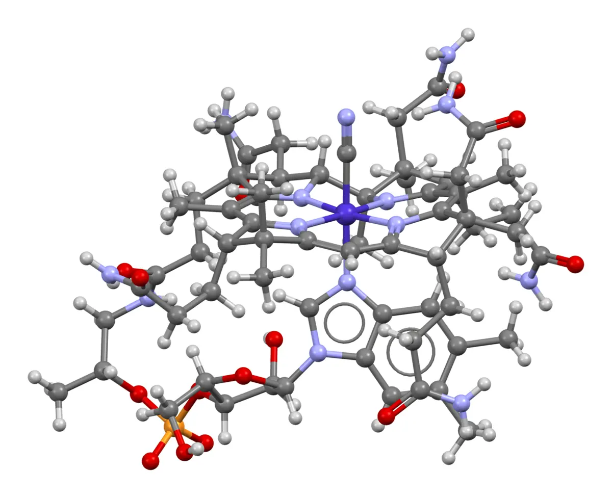 A ball-and-stick model of a large, crowded molecule: a dark blue cobalt atom in the middle, ringed by light blue nitrogen atoms and gray carbon atoms, with white hydrogen atoms, red oxygen atoms and one orange phosphorus atom on the side chains
