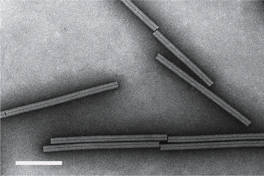A gray, grainy electron microscope picture of seven straight, stiff rods with fine lengthwise stripes, some lying end to end, and a white scale bar in the lower left corner