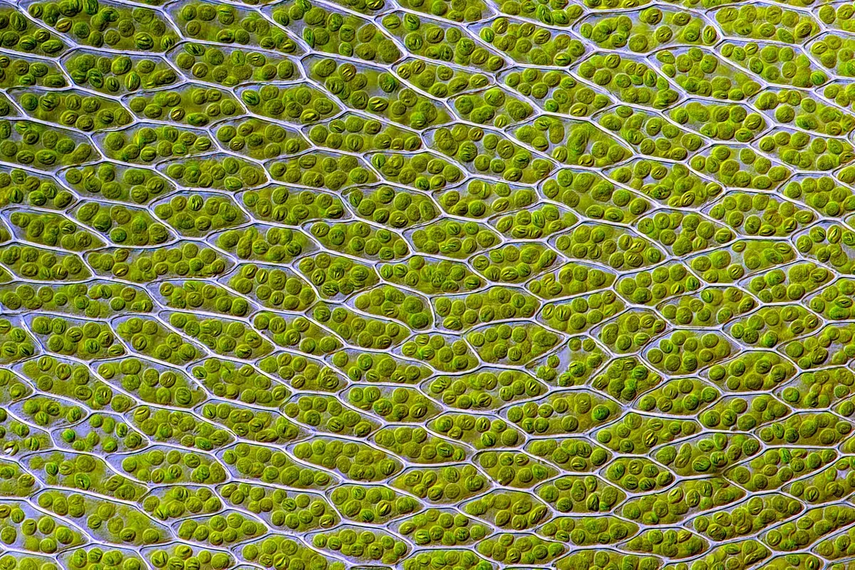 Rows of six-sided cells, each packed with many small round green bodies