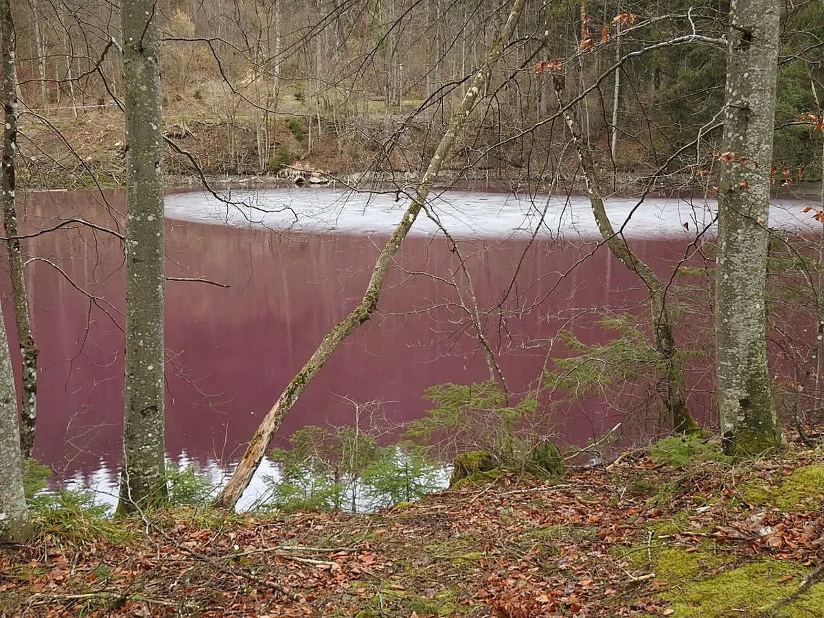 A pond in a forest with bare trees, its water colored a deep purplish pink