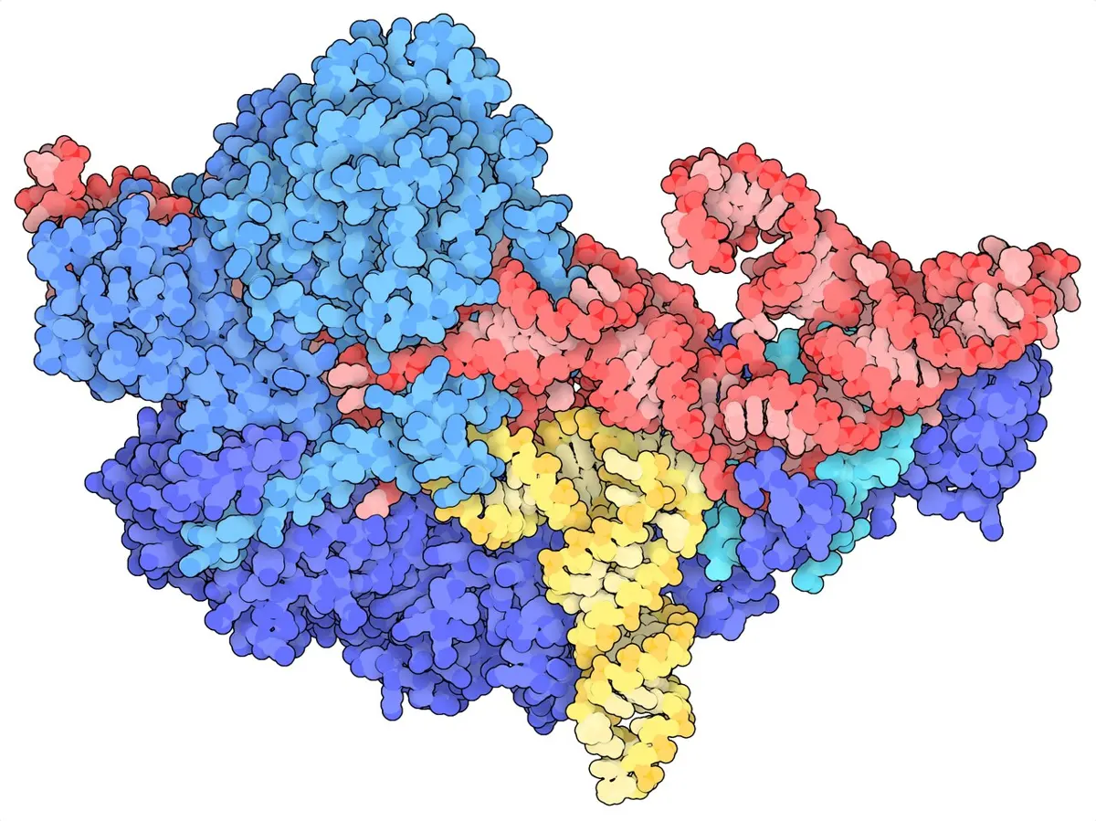 A computer model of a large molecule drawn as clusters of colored balls: a red twisting chain of RNA and blue lumps of protein, with a yellow L-shaped tRNA held in the middle