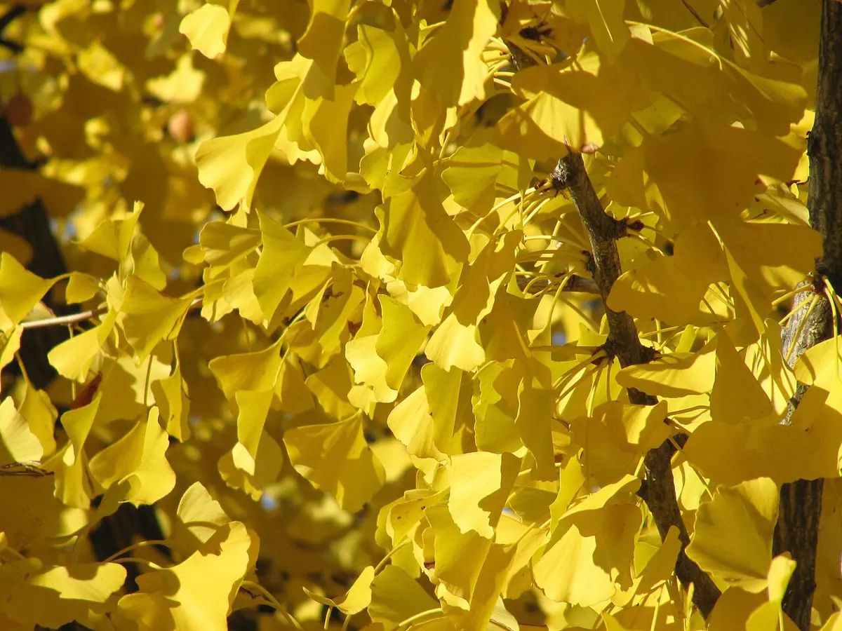 Fan-shaped ginkgo leaves turned bright yellow, on thin branches