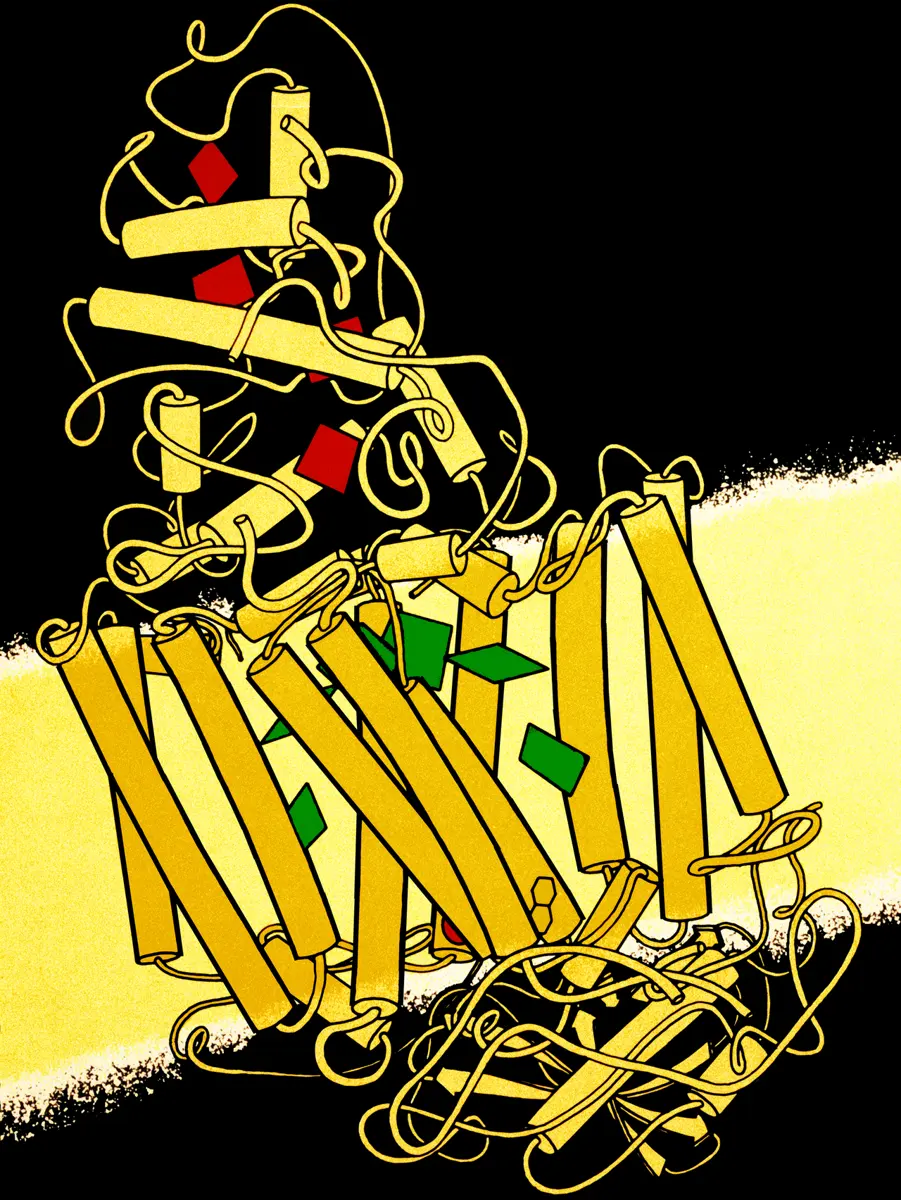 A drawing of a large protein, made of many yellow rods and loops, sitting across a pale yellow band. Small green shapes sit inside the band among the rods, and red shapes sit in the part of the protein above the band.