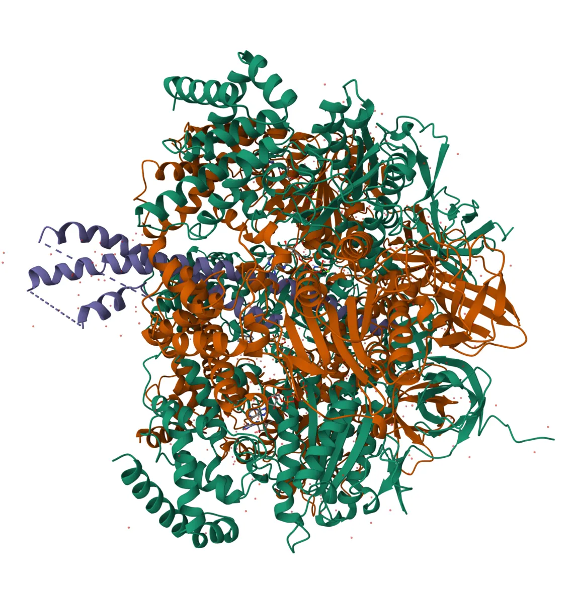 A computer drawing of a large protein as tangled ribbons and spirals: green and brown parts packed round each other in a rough ball, with a purple spiral running into it from the left