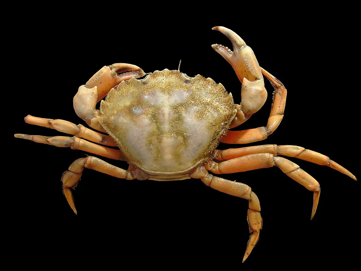 A greenish-brown crab with orange legs and claws, seen from above against a black background