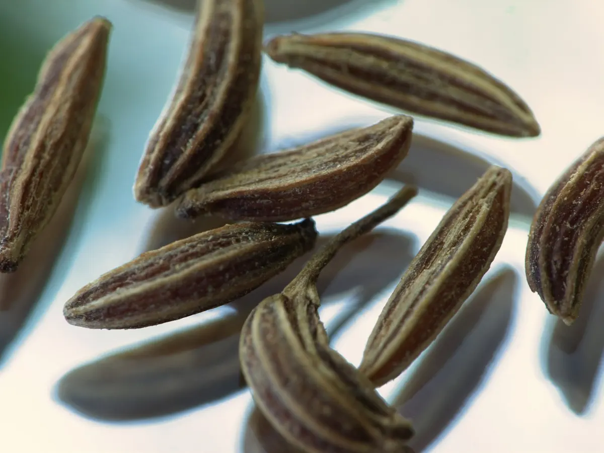 A close-up of about ten long, thin, curved brown seeds with pale ridges along them, lying on a mirror