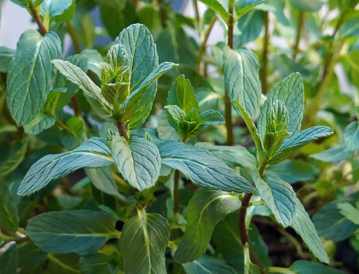Spearmint plants with bright green, wrinkled, pointed leaves growing close together