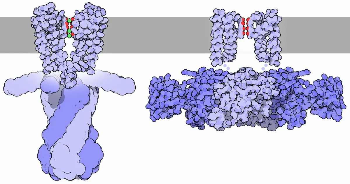 Two drawings of light blue protein molecules crossing a gray band, the membrane, with small red and green dots in a narrow passage at the top of each
