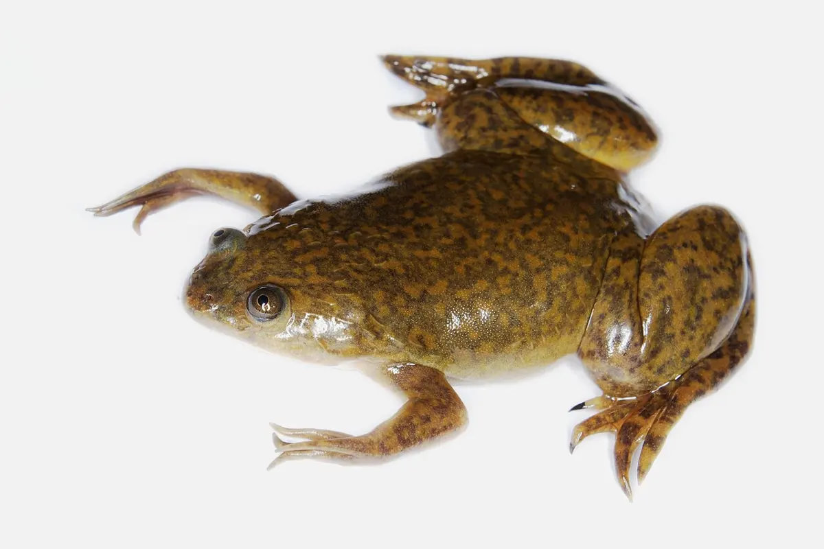 A brownish-green frog with smooth, spotted skin and long, webbed back legs, on a white background