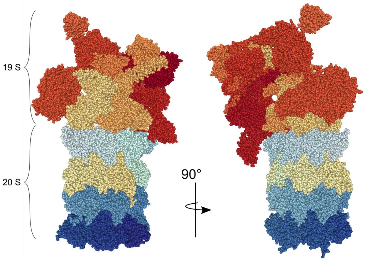 Two side views of a tall molecule made of many colored blobs: a stack of blue and yellow rings at the bottom and a large red and orange cap on top