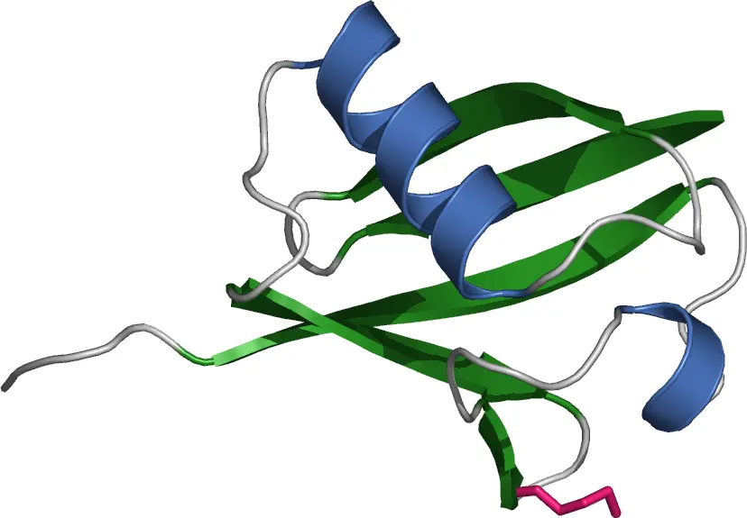 A ribbon drawing of a small protein: a blue spiral and several flat green arrows packed together, with gray loops and a short pink stick at the bottom