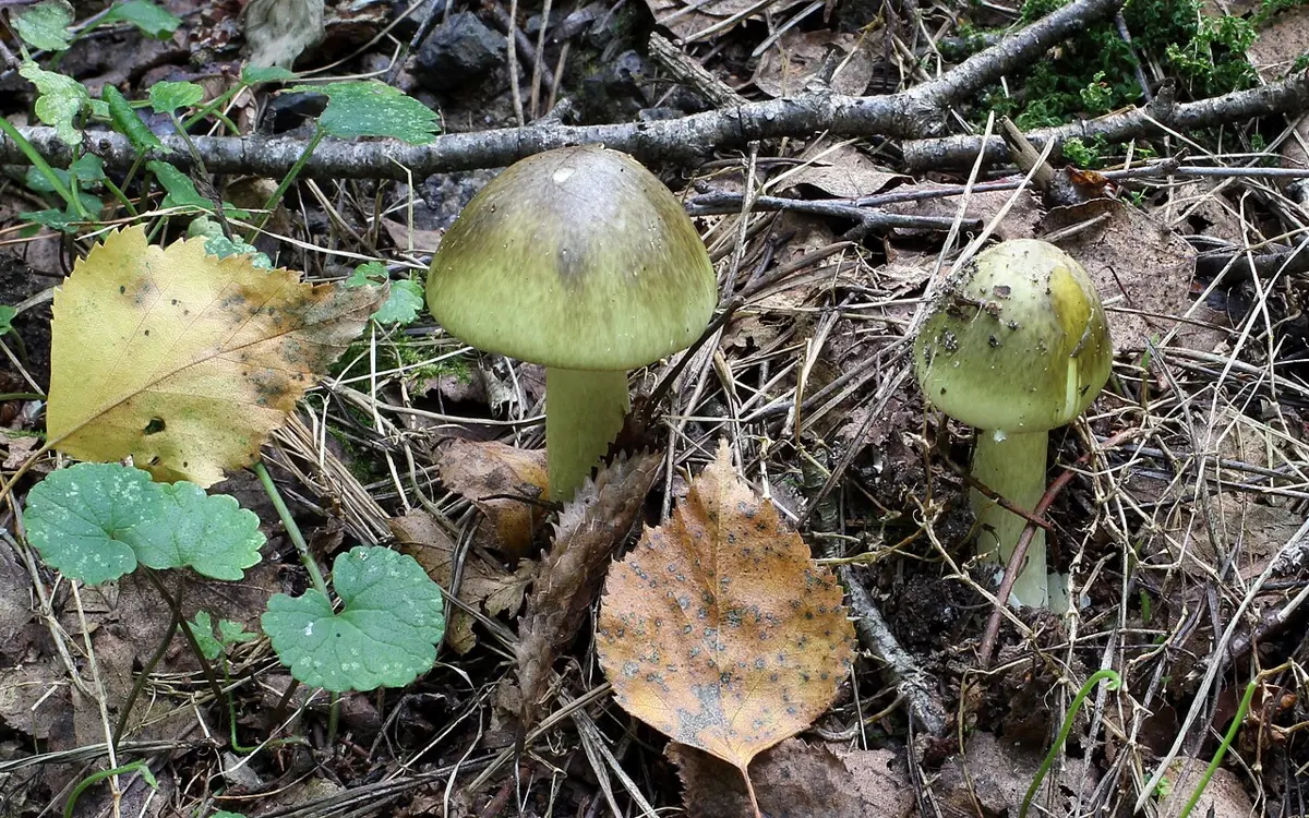 Two mushrooms with smooth olive-green caps and pale stems, growing among fallen leaves on a forest floor