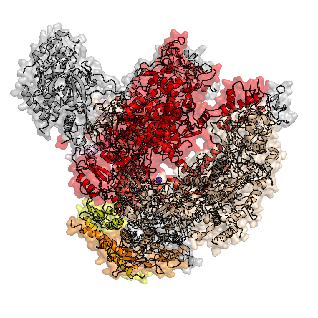 A computer model of a large, lumpy protein, colored red, beige, orange, yellow and gray on a black background