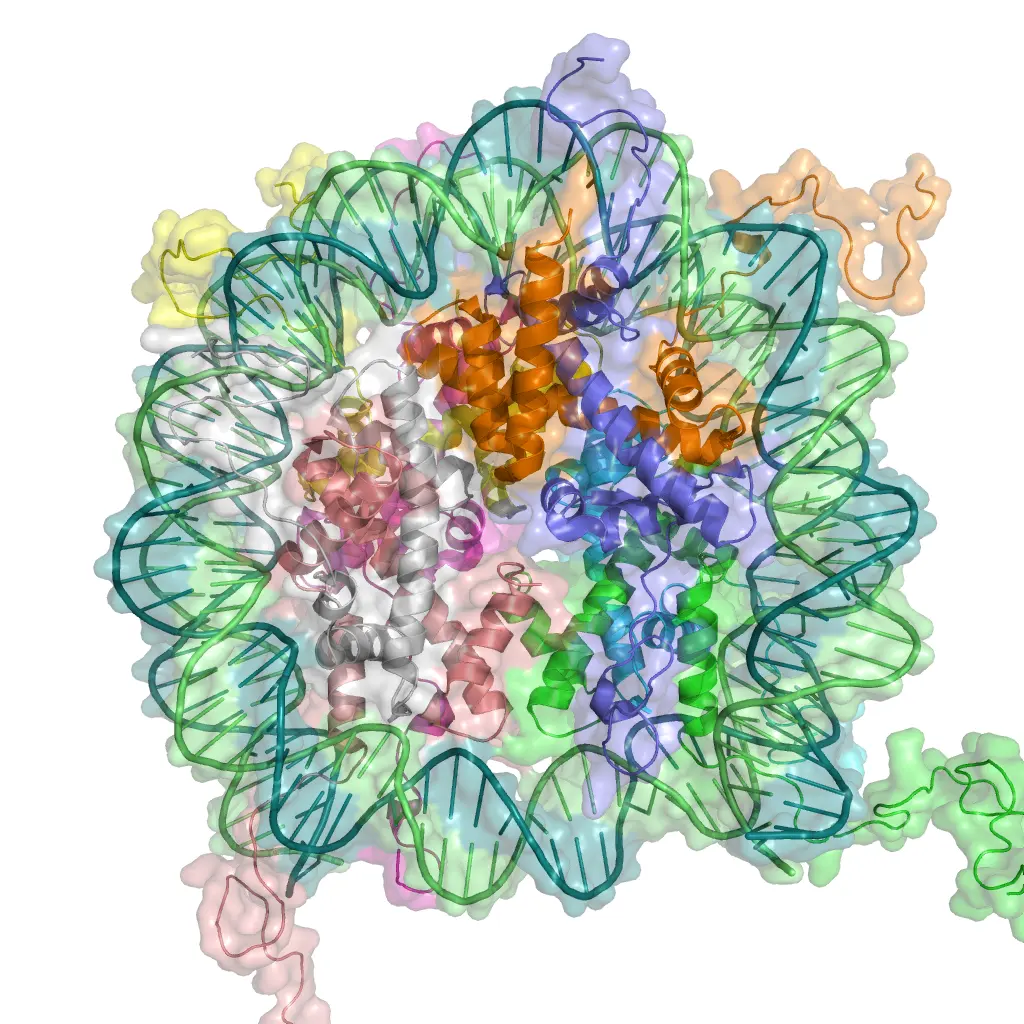 A computer model of a nucleosome: a colored bundle of protein coils in the middle, with a green and blue double strand of DNA wound almost twice around it