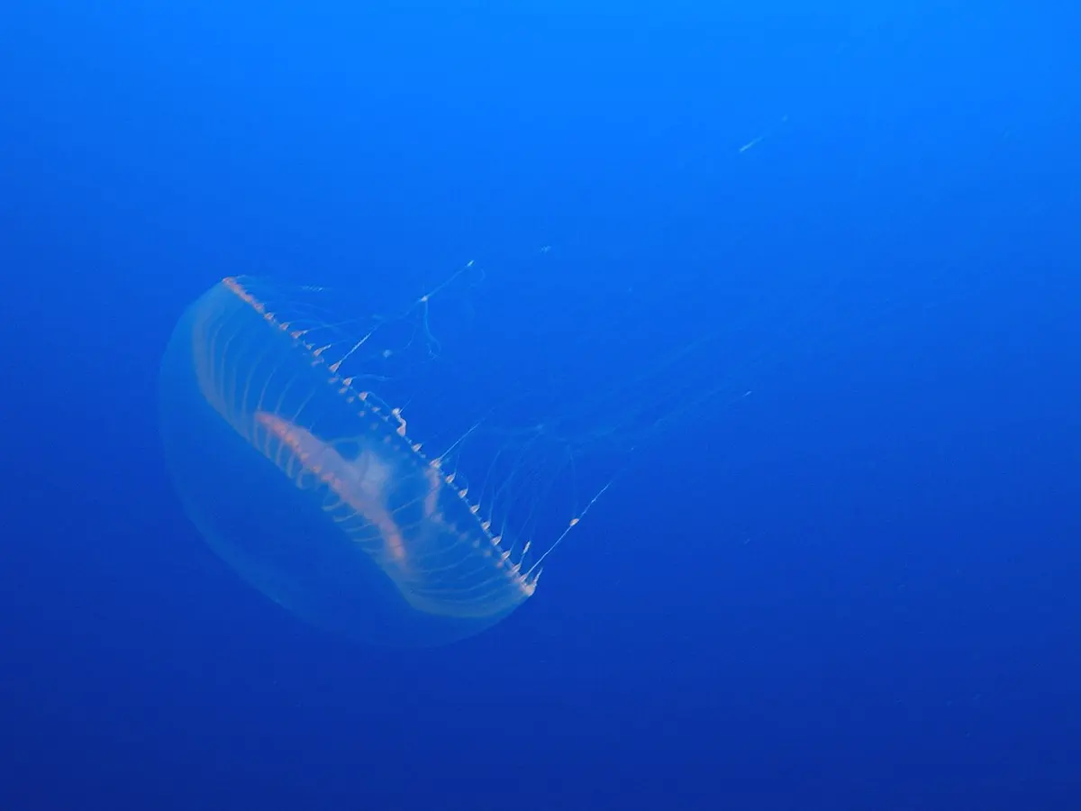 A clear, almost invisible jellyfish with a round umbrella and fine trailing threads, floating in deep blue water