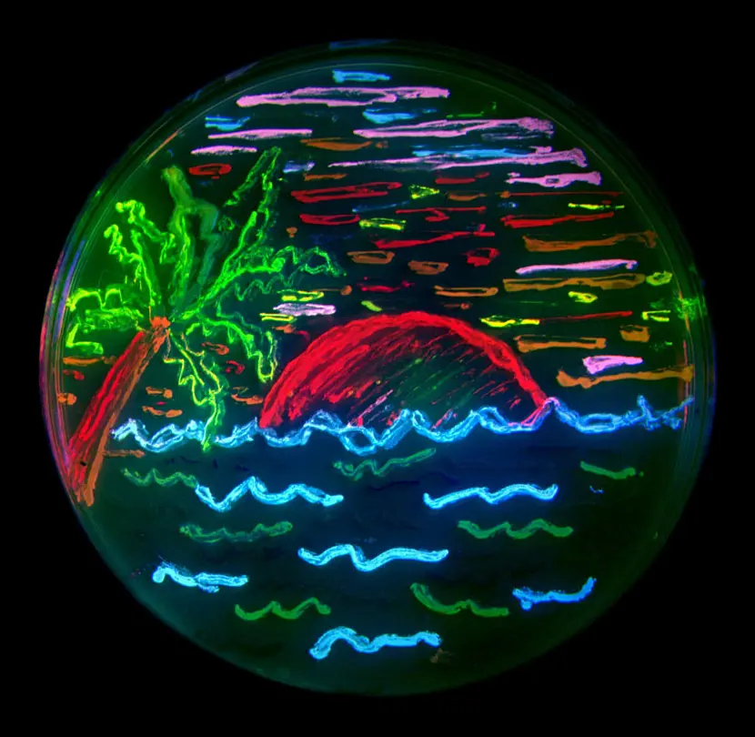 A round dish of jelly on black, with a beach scene drawn in glowing lines: a red sun, a green palm tree, blue and green waves