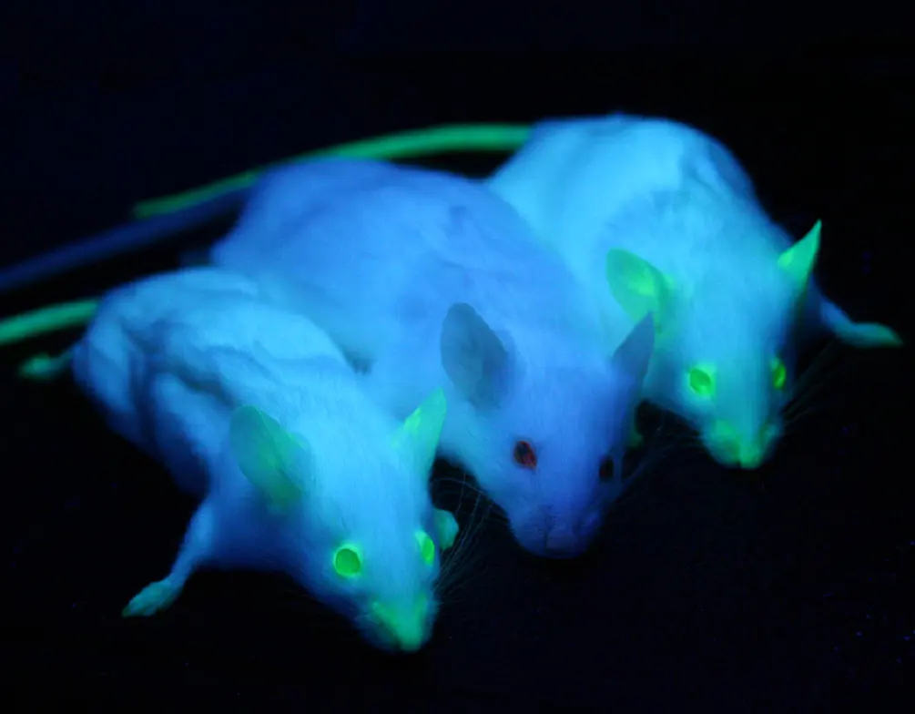 Three white mice under ultraviolet light: the two outer mice glow green on their noses, ears, paws and tails; the middle one does not