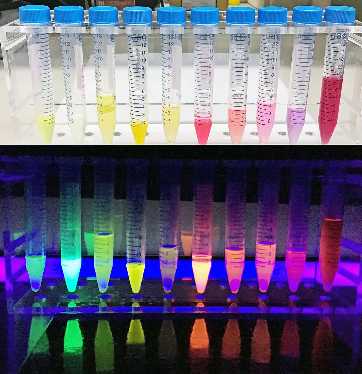 Two photos of a row of ten plastic tubes. Top, in ordinary light: the liquids are pale, yellow, pink and red. Bottom, under strong blue-violet light in the dark: the same tubes glow brightly in blue, green, yellow, orange, pink and red