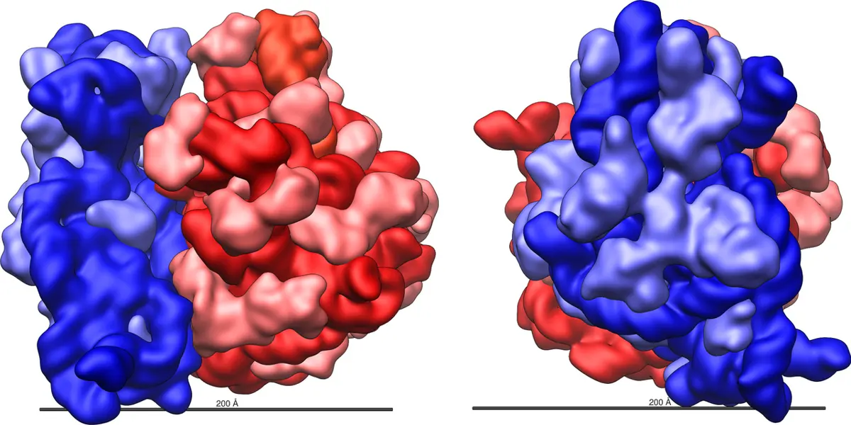 Two views of a lumpy rounded molecule made of a large red part and a smaller blue part fitted together, with a scale bar under each