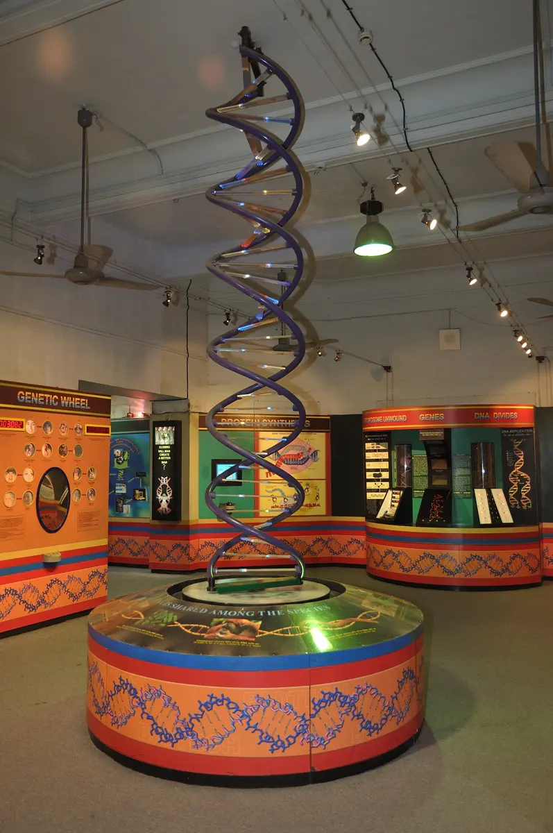 A model of the DNA double helix taller than a person, two twisting purple bands joined by clear rungs, standing on a round orange base in a museum gallery with displays about genes