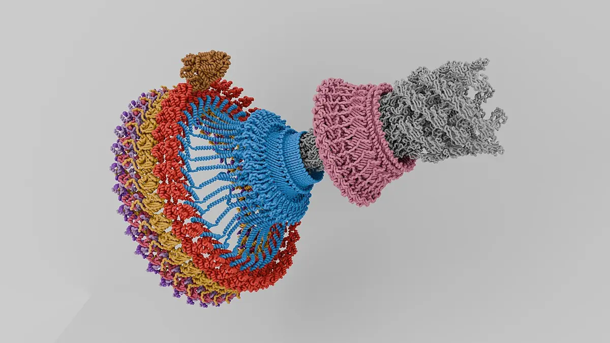 A computer model of a protein machine: a ring of colored, twisted strands shaped like a wide bell, joined by a narrow neck to a gray rod