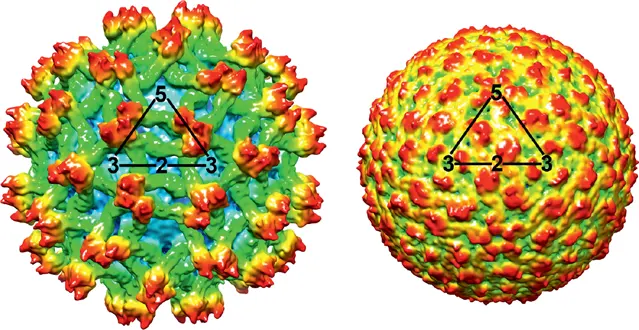 Two round virus particles side by side, colored by a computer: the left one green with large red and orange spikes sticking out, the right one a smooth ball covered with small red bumps; each has a black triangle drawn on it with the numbers 5, 3, 2 and 3