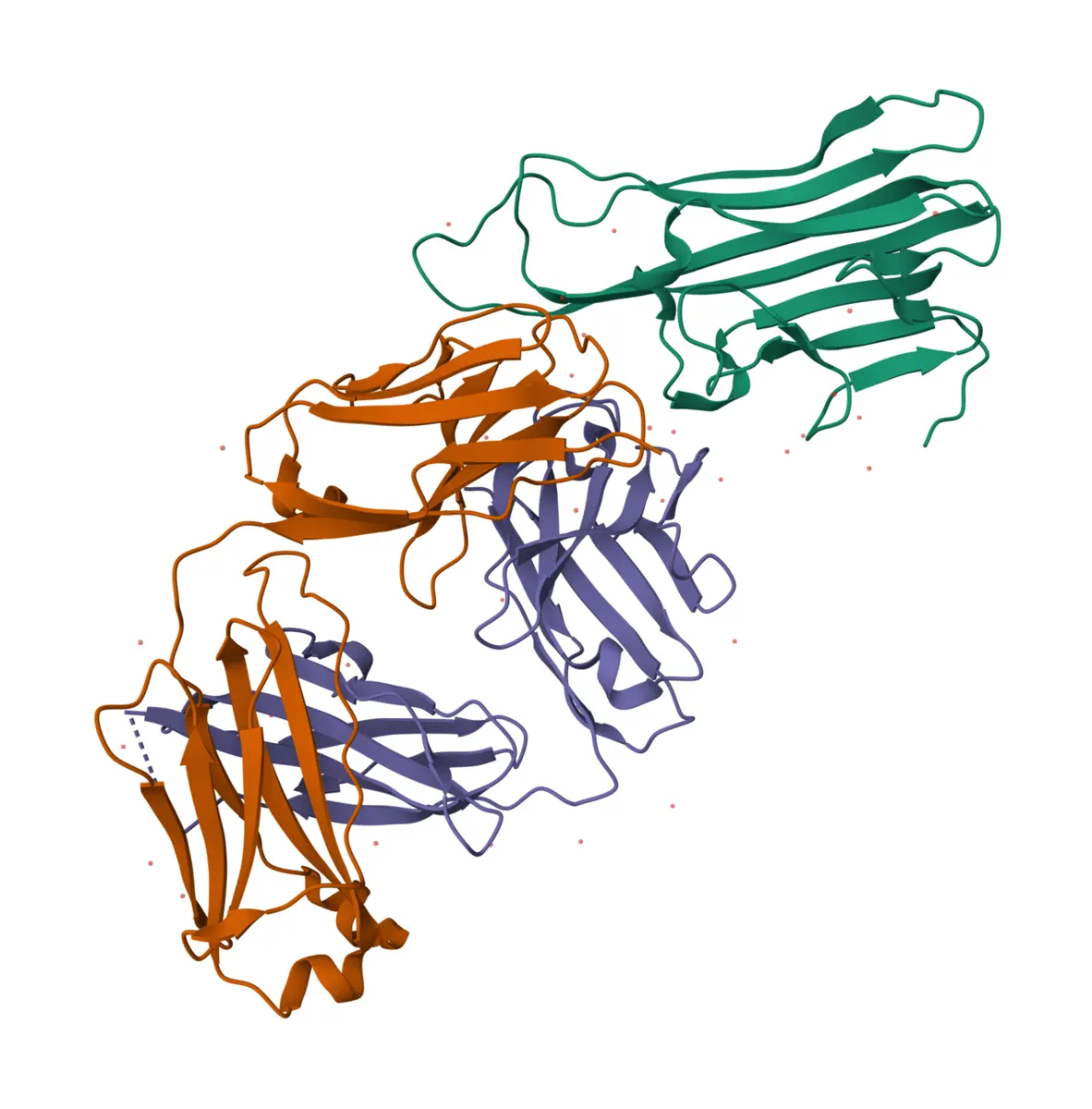 A computer drawing of three protein chains as ribbons: an orange and a purple chain packed together in the lower left, touching a green chain in the upper right