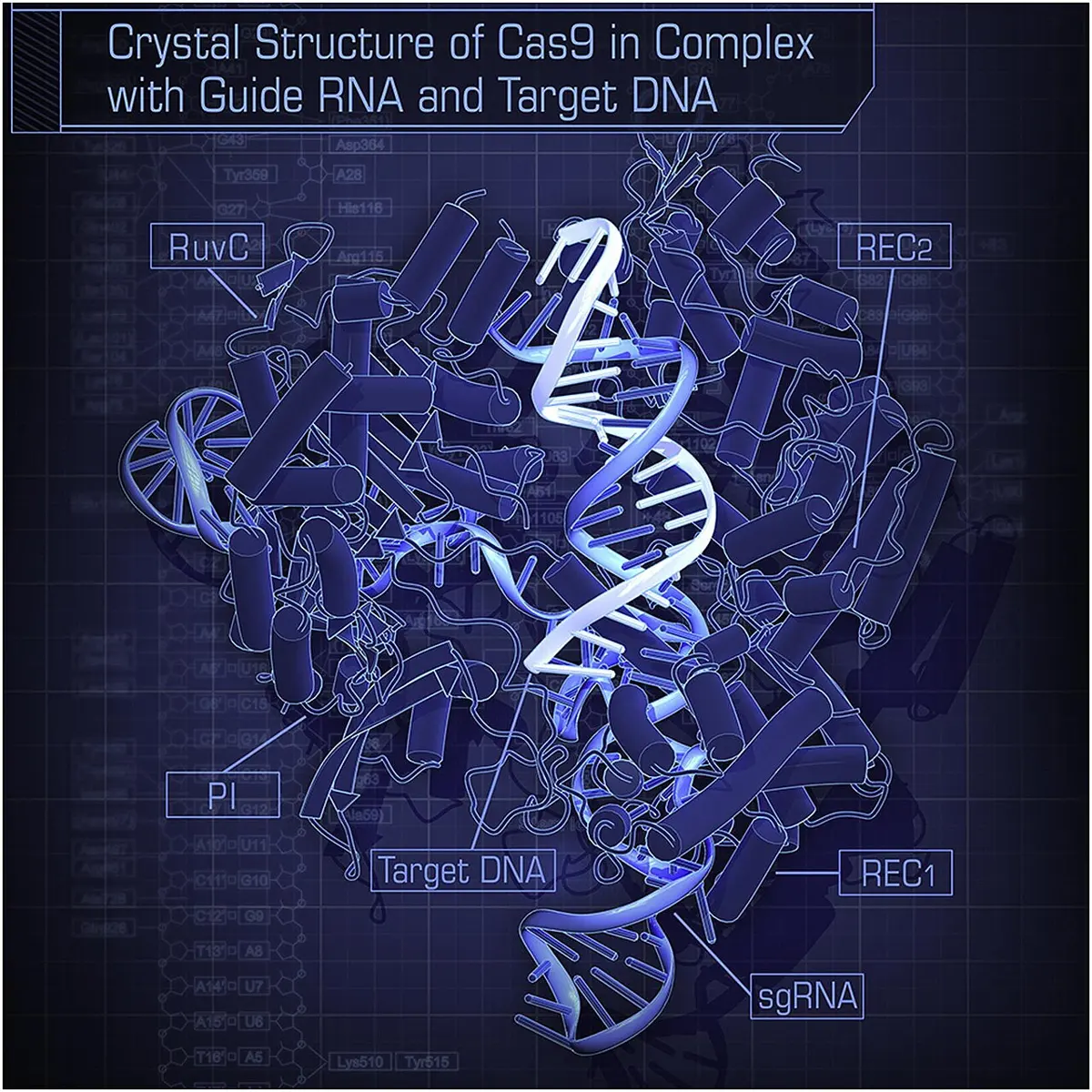 A computer picture in shades of blue: a tangle of coils and rods forming a large lump, with a twisted double strand passing through its middle, and small labels such as RuvC, REC1, sgRNA and Target DNA