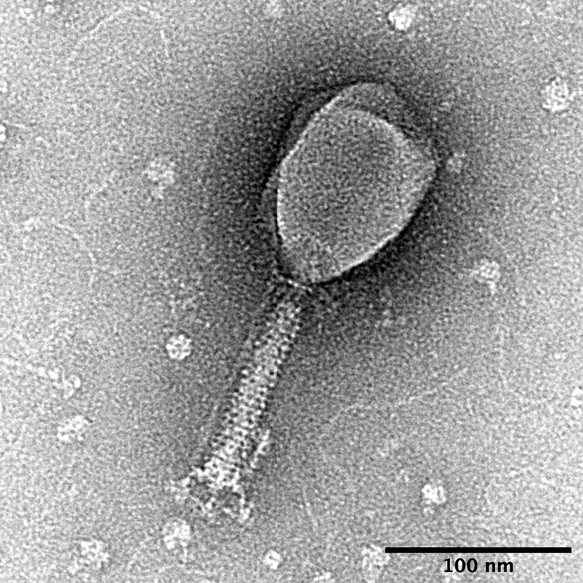 An electron microscope picture in shades of gray: one phage with a rounded, many-sided head on top of a thin striped tail, on a speckled background, with a scale bar of 100 nanometers