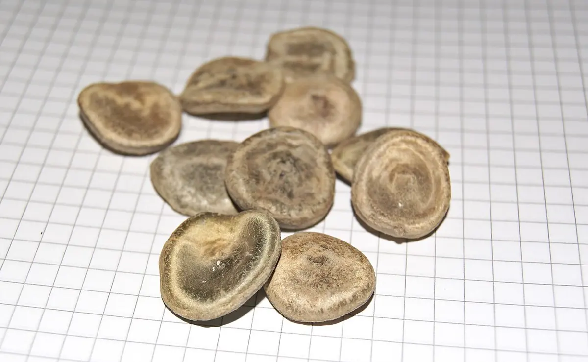 About ten flat, round, gray-green seeds, each the size of a large coin, lying on squared paper