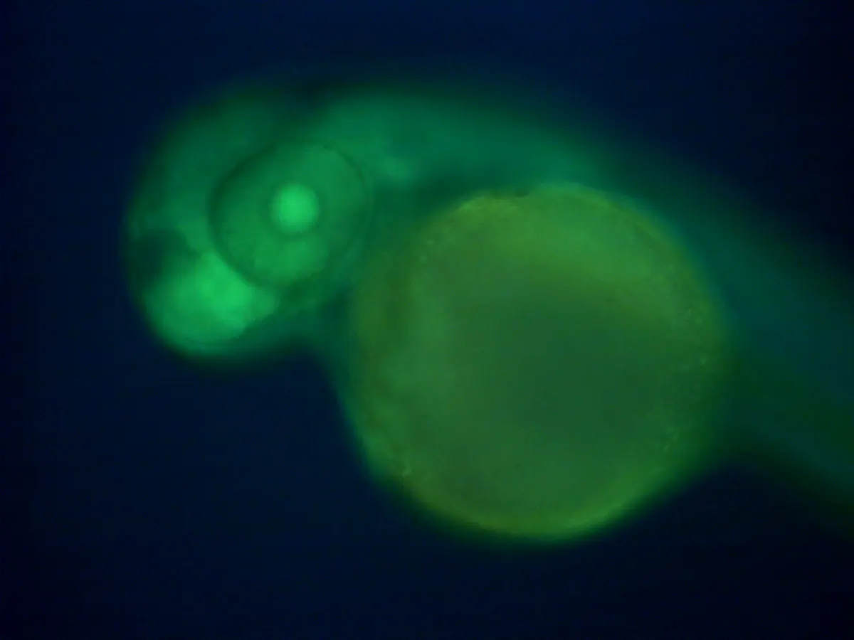 A tiny curled fish embryo with a big eye and a round yolk, glowing green against a dark blue background under a microscope