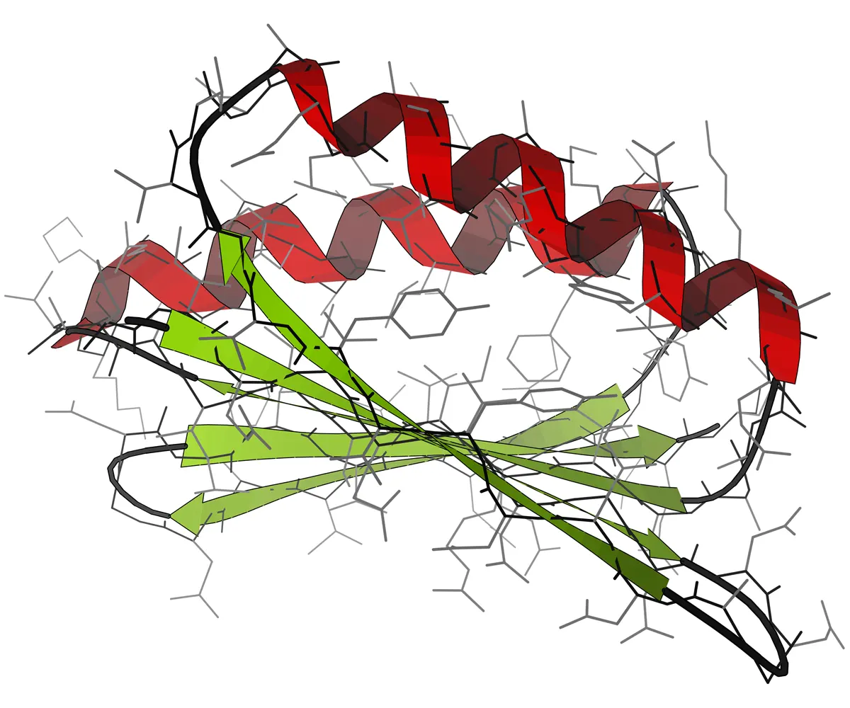 A computer drawing of a protein: two red spiral ribbons lying across a sheet of green flat arrows, with thin gray sticks sticking out all round
