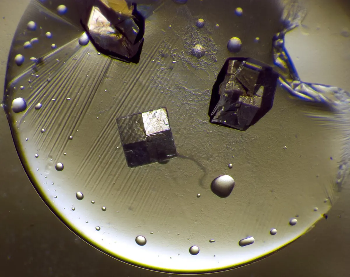 Seen through a microscope: a few small, dark, sharp-edged crystals inside a round drop of liquid dotted with tiny bubbles