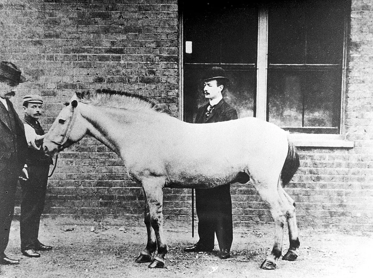 An old photograph of a pale pony standing side-on in a yard in front of a brick building, held by a man in a cap, with two men in bowler hats beside it