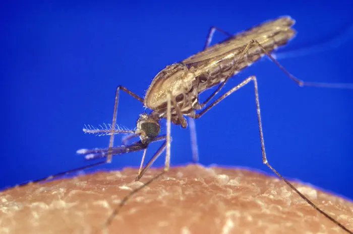 A close-up of a thin, pale brown mosquito with long legs standing on skin against a blue background, its long mouthparts pushed into the skin