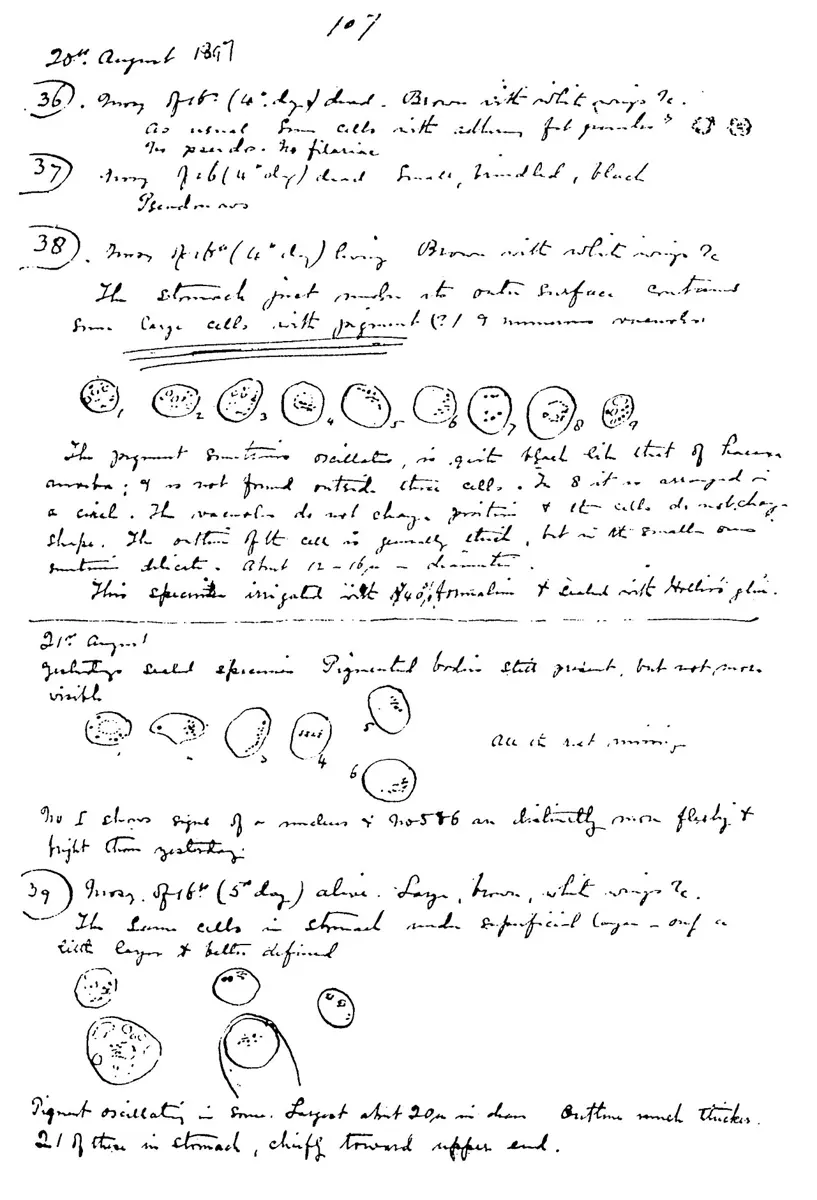 A handwritten notebook page dated 20th August 1897, with numbered notes on mosquitoes and small drawings of round cells, some with dots inside
