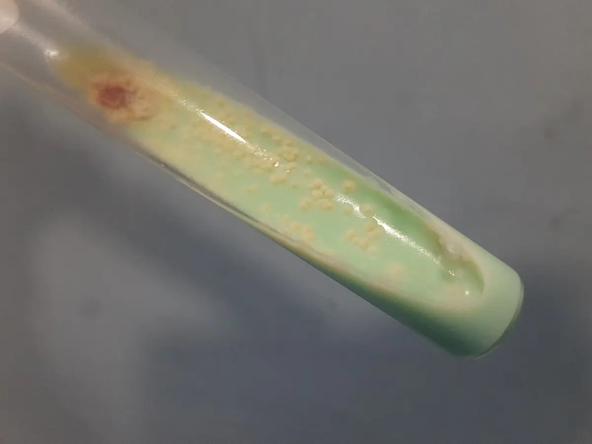 A glass test tube lying on its side, holding a pale green slope of jelly covered with many small, rough, cream-colored lumps