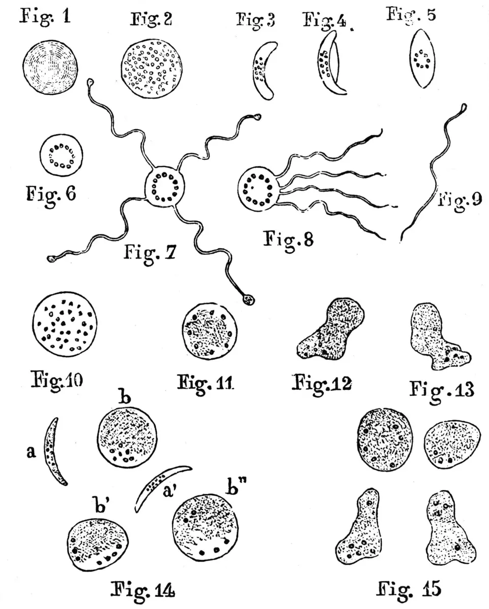An old printed page of black-and-white drawings: round cells, crescent shapes with dots, and round bodies with long wavy threads coming out of them, each labeled Fig. 1 to Fig. 15