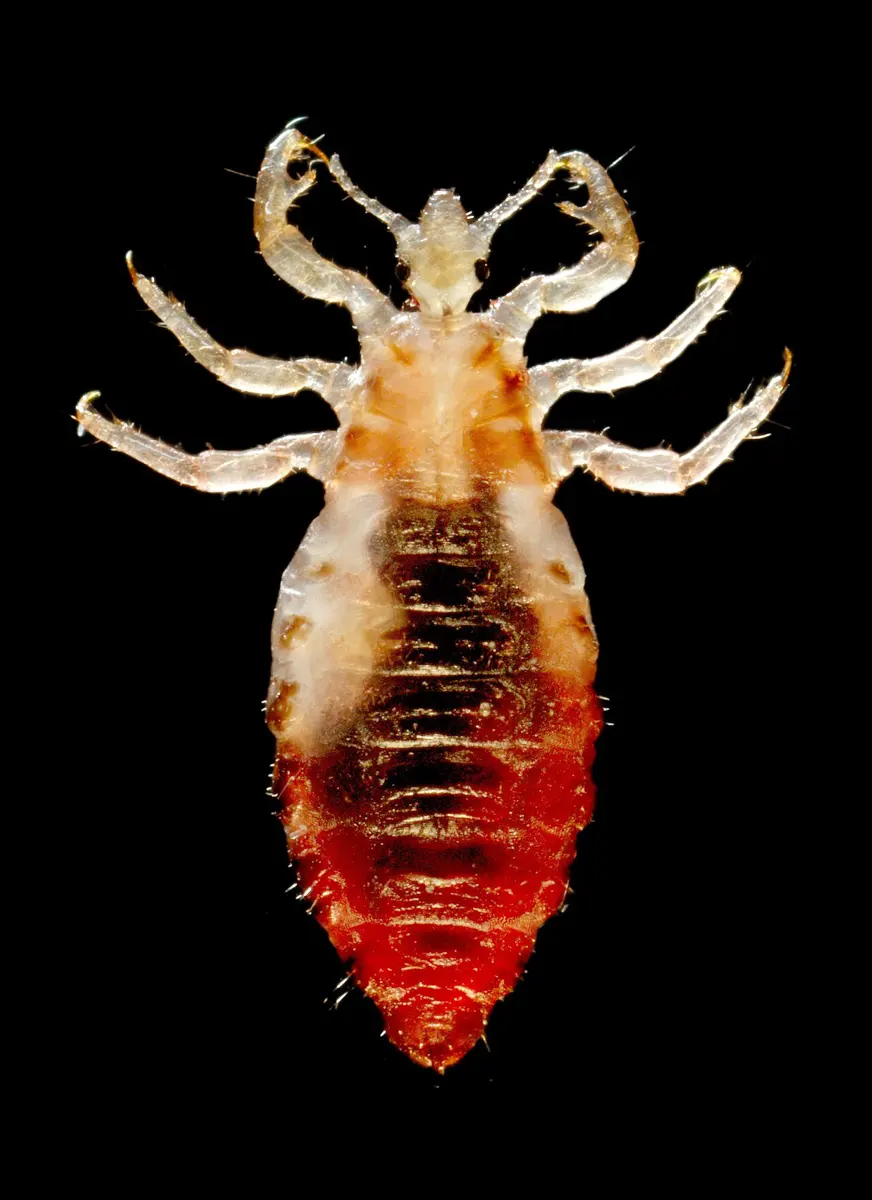 A greatly magnified photograph of a wingless insect on a black background, seen from above: six pale clawed legs, a small head with short antennae, and a long segmented body glowing orange-red with the blood it has drunk