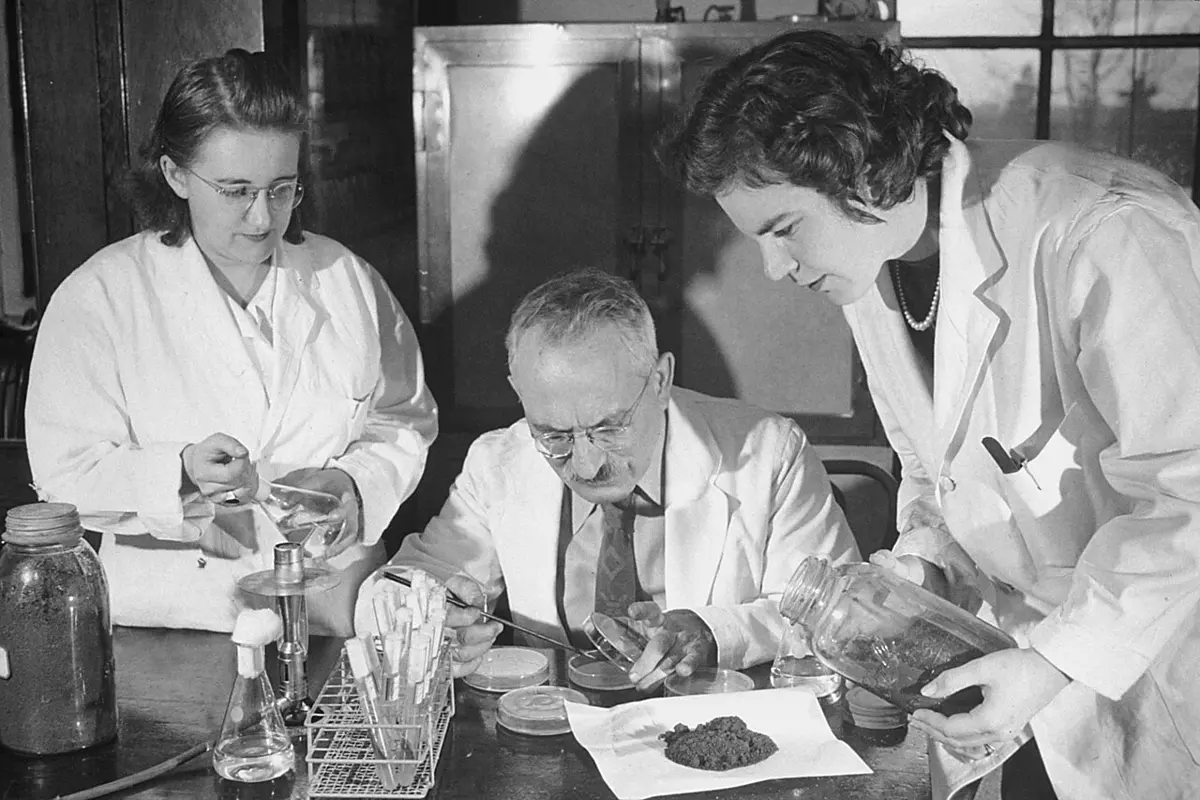 Selman Waksman in a white coat at a laboratory bench with Petri dishes, test tubes and a heap of soil on a sheet of paper; two women in white coats work beside him, one tipping soil out of a jar