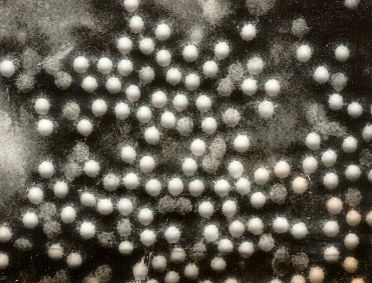 A black and white electron microscope picture: a crowd of many small, round, pale particles, all about the same size, packed close together on a dark background.