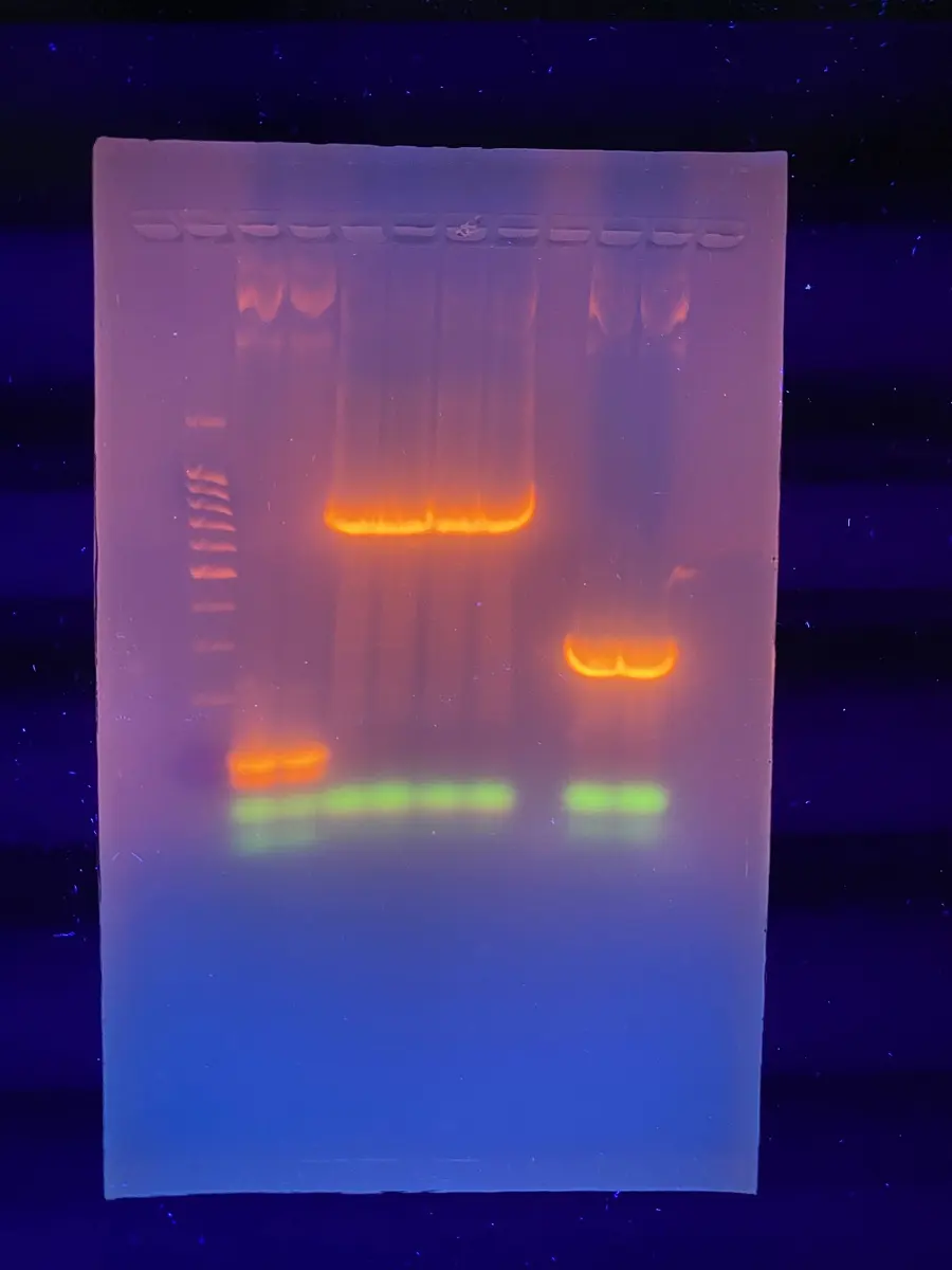 A slab of gel glowing under ultraviolet light, with a ladder of thin bands in the first column and bright orange and green bands in the other columns