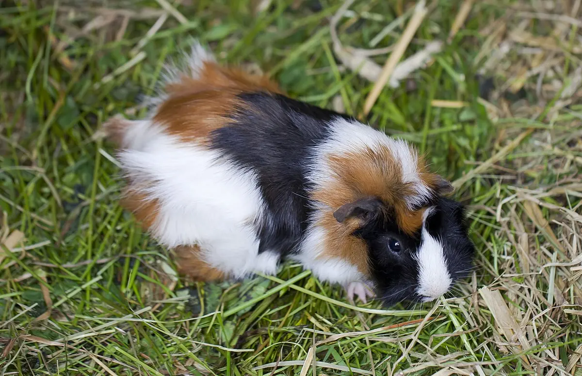 A guinea pig with a coat of white, black and ginger patches, standing on green grass