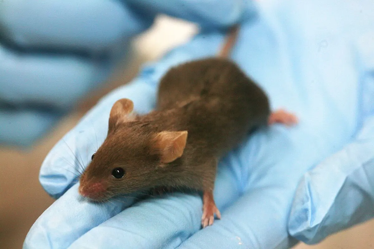 A small brown mouse with dark eyes and pink ears, sitting on a hand in a blue rubber glove