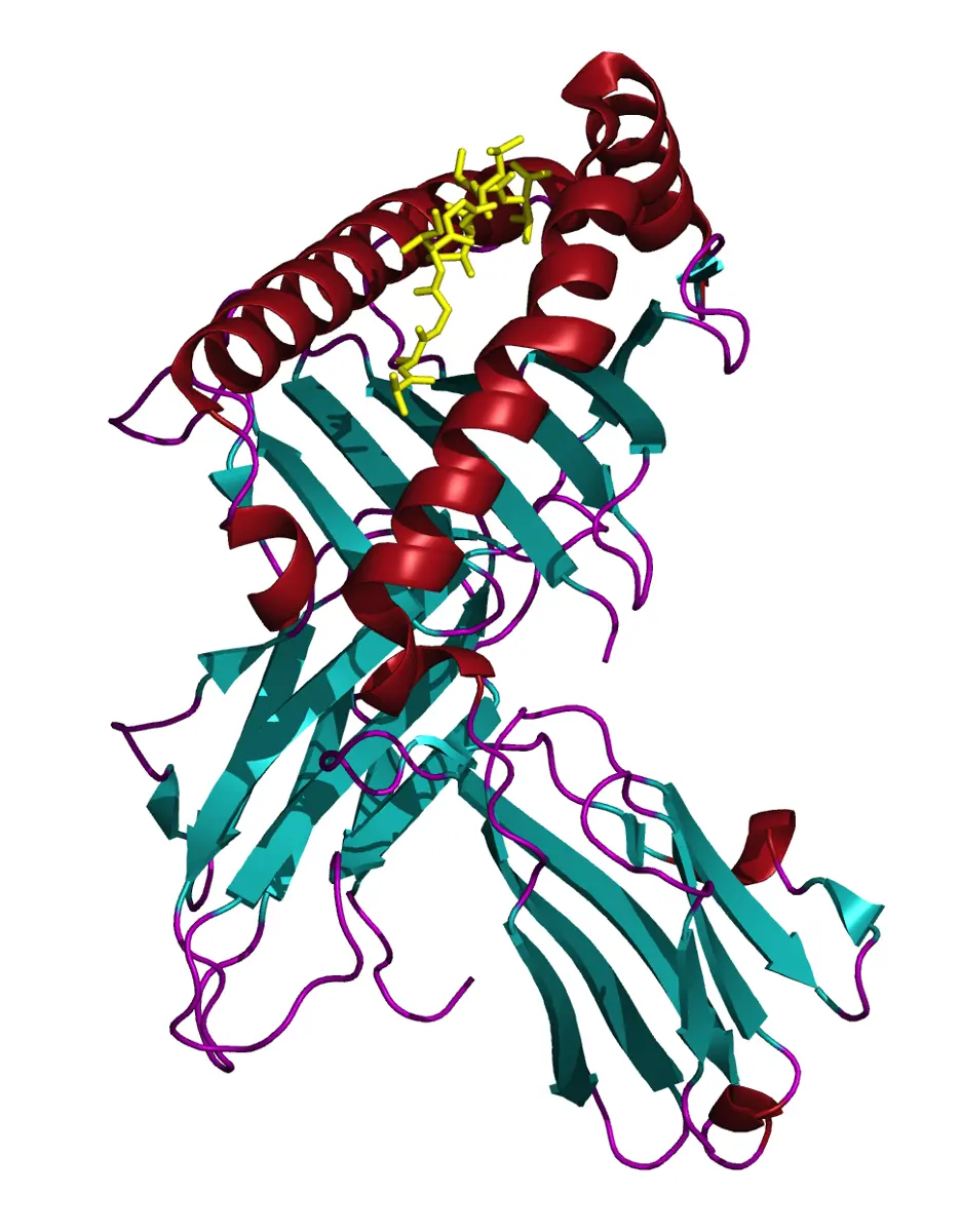A computer model of a protein drawn as ribbons: red spirals along the top, flat teal arrows below them, and a short yellow chain held between the two red spirals