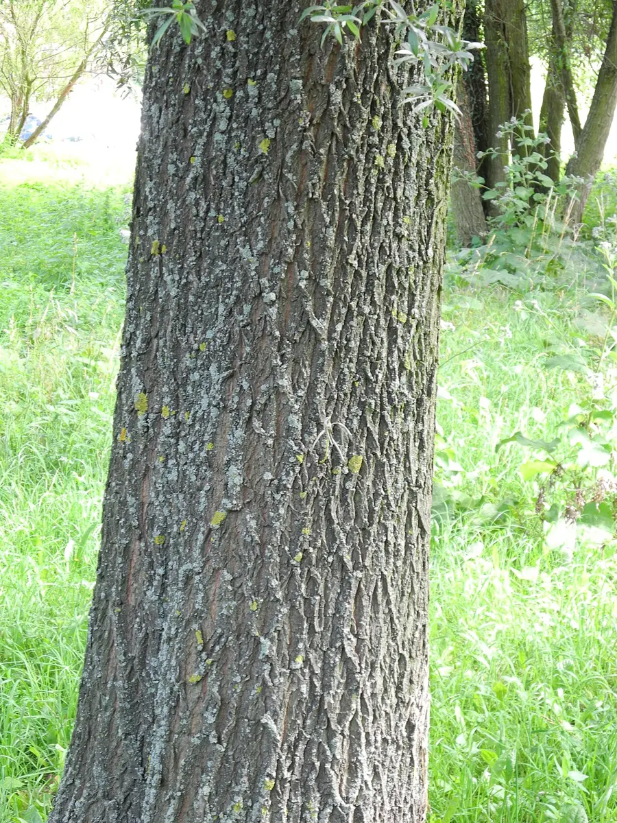 The thick trunk of a willow tree with rough, deeply ridged gray-brown bark spotted with yellow lichen, standing in long green grass