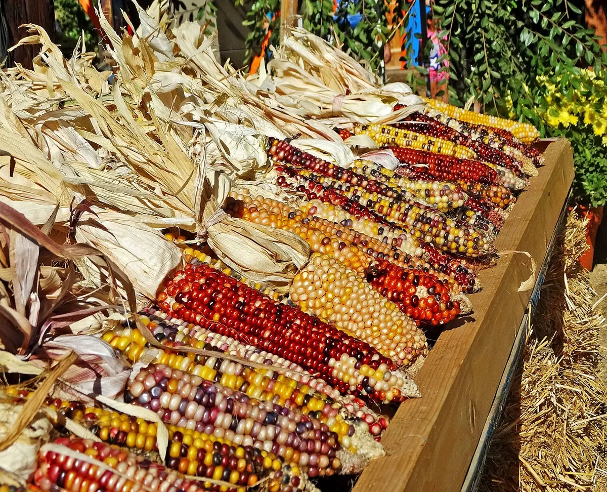 Rows of dried maize cobs with their husks pulled back, laid in a wooden box; the kernels are many colors, red, yellow, white, purple and orange, often mixed on one cob