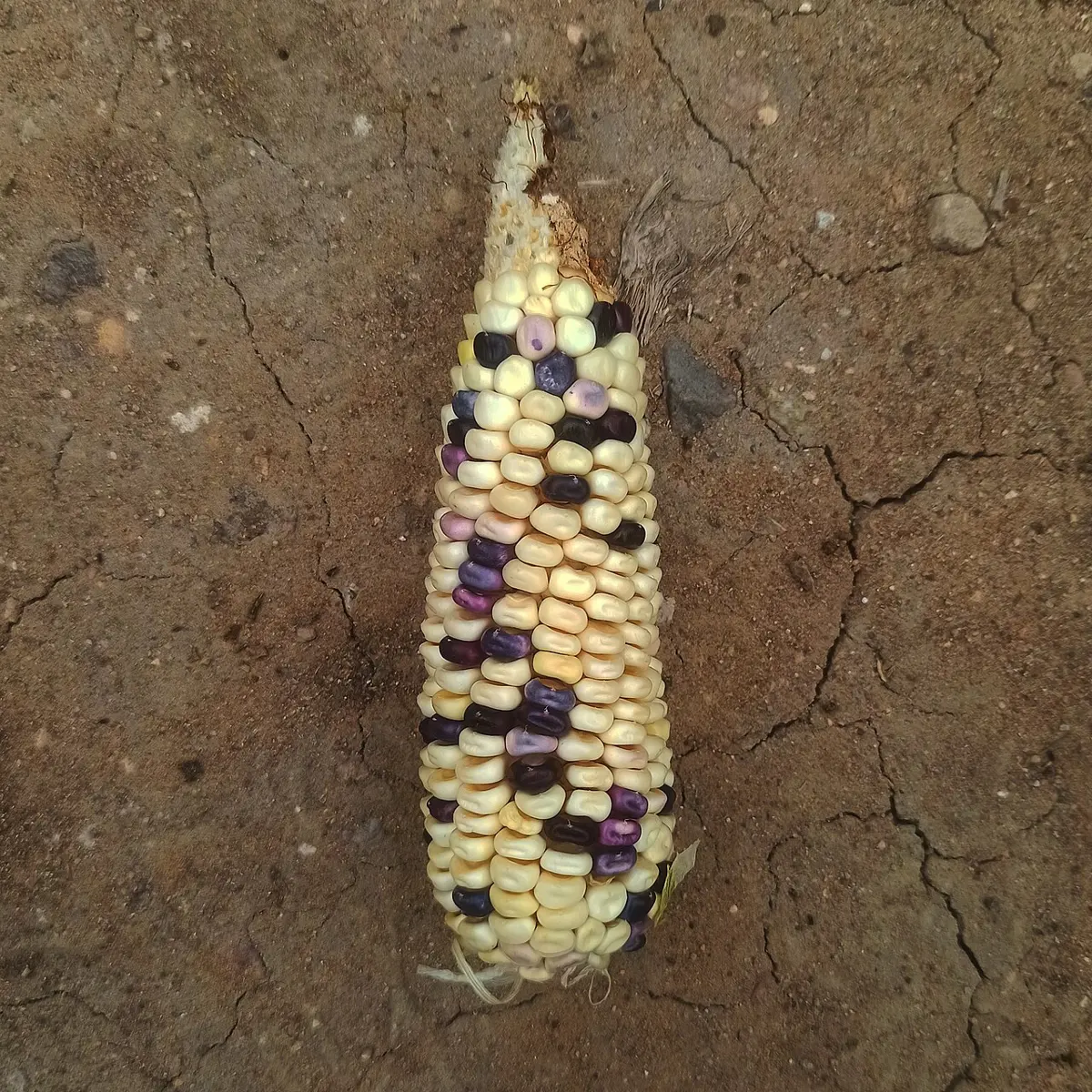 A pale yellow-white maize cob lying on dry cracked earth, with some kernels completely dark purple and others pale with purple spots and streaks