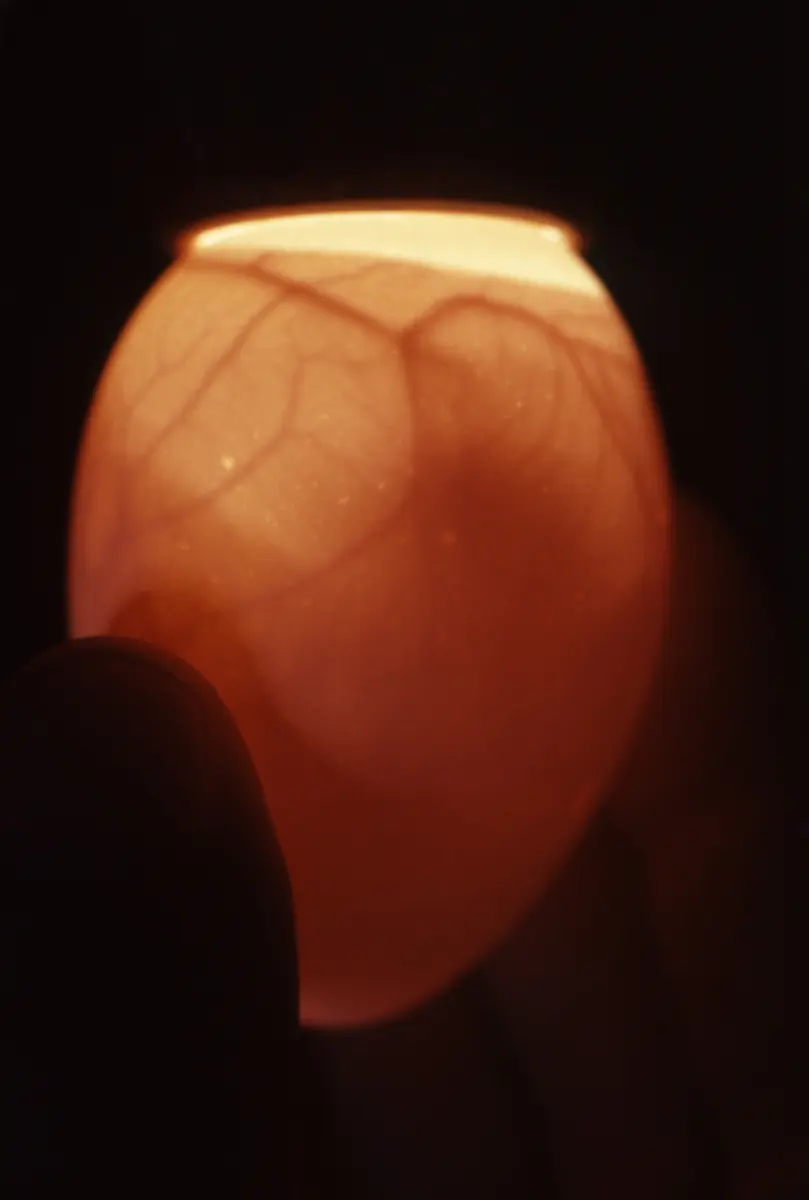 A hen's egg held up to a bright light in the dark, glowing orange, with branching blood vessels showing inside